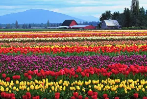 Skagit: The Skagit Valley of Washington is noted