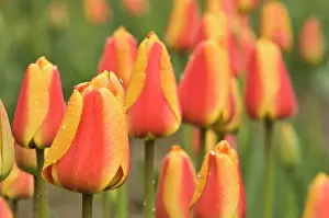 Skagit: Skagit Valley, Washington. Tulips in the