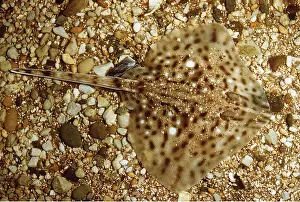 Thornback: SKATE / Thornback Ray - on seabed, camoflagued