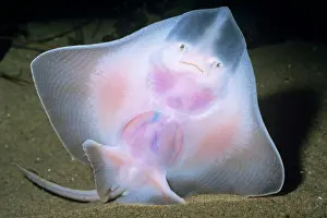 Skates: SKATE - TRANSPARENT SKIN