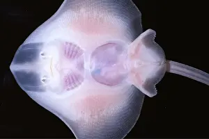 Transparent: SKATE -UNDER, TRANSPARENT SKIN