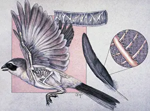 Shrikes: Skeletal anatomy of bird in flight