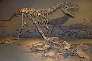 Theropoda: Skeleton of Albertosaurus