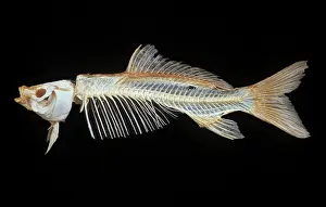 Carps: Skeleton of carp