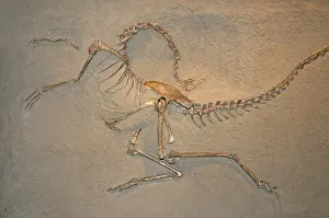 Matrix: Skeleton Cast of Struthiomimus altus