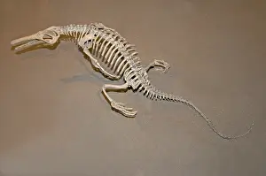 Mounted: Skeleton of Champsosaurus natator