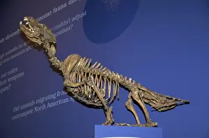 Howling: Skeleton of Dire Wolf
