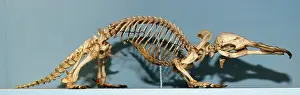 Anatinus: Skeleton of Duck Billed Platypus
