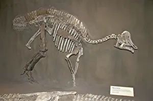 Matrix: Skeleton of Hypacrosaurus Dinosaur