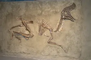 Matrix: Skeleton of Lambeosaurus magnicristatus