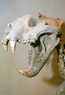 Jaws: SKELETON - LION SKULL