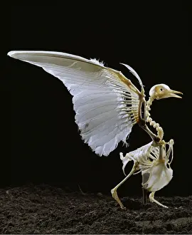 Pigeons: SKELETON OF PIGEON / Rock Pigeon / Rock Dove