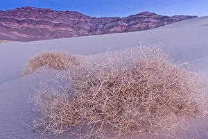 Mica: Skeleton of Shining Milkvetch - Eureka sand-dunes