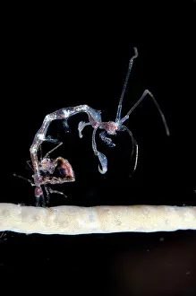 Amphipod: Skeleton Shrimp on coral on night dive