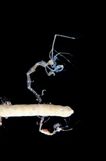 Amphipod: Skeleton Shrimp on coral on night dive