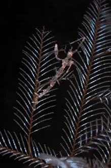 Flores: Skeleton Shrimp - on hydroid on night dive