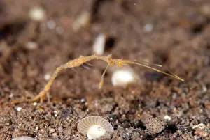 Amphipod: Skeleton Shrimp on sand