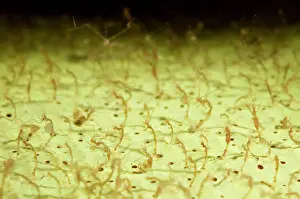 Sponges: Skeleton Shrimps on sponge