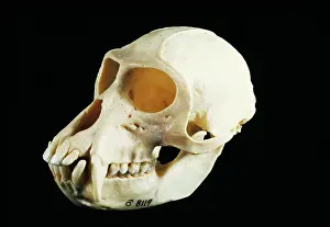 Aethiops: Skeleton - Skull of Vervet Monkey, male
