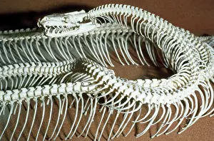Bone: SKELETON - SNAKE
