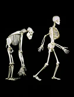 Reconstruction: SKELETONS - HUMAN & GORILLA