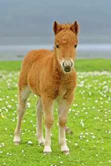 Skewbald: Skewbald Shetland Pony - foal on pasture looking into camera