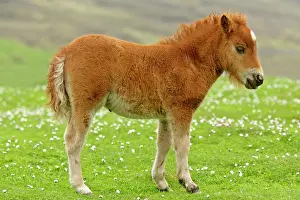 Amidst: Skewbald Shetland Pony - foal standing amidst blooming