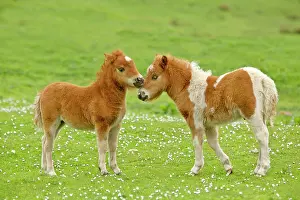 Skewbald: Skewbald Shetland Pony - two foals sticking their
