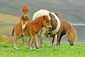 Skewbald: Skewbald Shetland Pony - funny foals on pasture