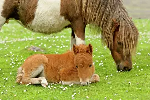 Skewbald: Skewbald Shetland Pony - grazing mare with resting