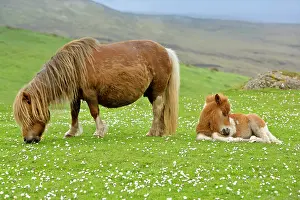 Skewbald: Skewbald Shetland Pony - mare grazing and foal