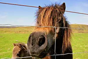 Skewbald: Skewbald Shetland Pony - reaching through wire
