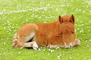 Skewbald: Skewbald Shetland Pony - resting foal on pasture