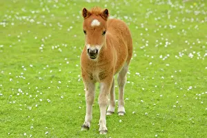 Skewbald: Skewbald Shetland Pony - standing on blooming pasture