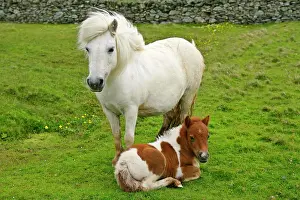 Skewbald: Skewbald Shetland Pony - white mare and spotted