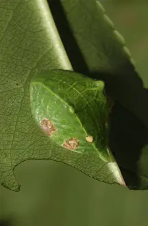 Larval: Skiff Moth Caterpillar