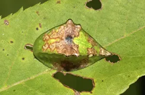 Larval: Skiff Moth Caterpillar