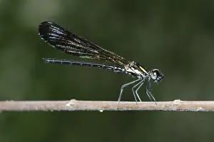 Anisoptera: Skimmer - on branch - Klungkung, Bali, Indonesia