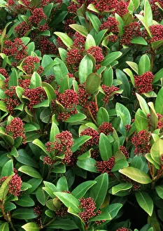 Skimmia: Skimmia