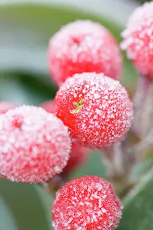 Skimmia: Skimmia Berries Frosted