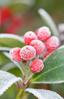 Skimmia: Skimmia Berries Frosted