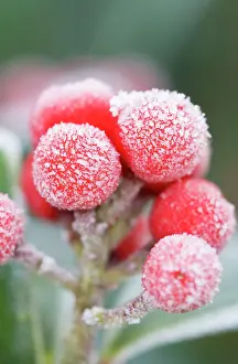 Skimmia: Skimmia Berries - Frosted