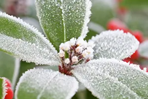 Skimmia: Skimmia Buds and Leaves Frosted