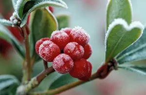 Skimmia: SKIMMIA - frosted berries