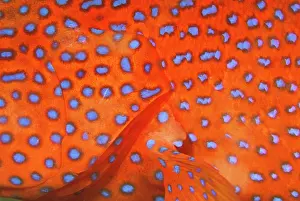 Cephalopholis: Skin detail of coral cod, or cephalopholis