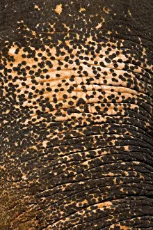 Absurd: Skin of domestic Asian Elephant depigmenting Sri Lanka