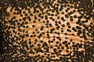 Absurd: Skin of domestic Asian Elephant depigmenting Sri Lanka