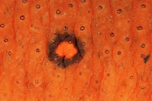 Viridescens: Skin of Eastern Newt