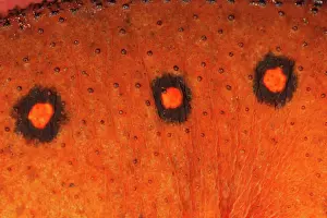 Viridescens: Skin of Eastern Newt