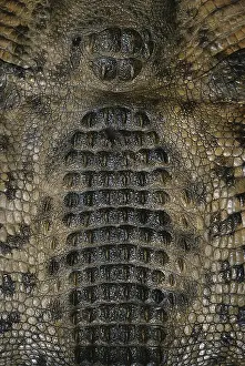 Covering: Skin of Nile Crocodile